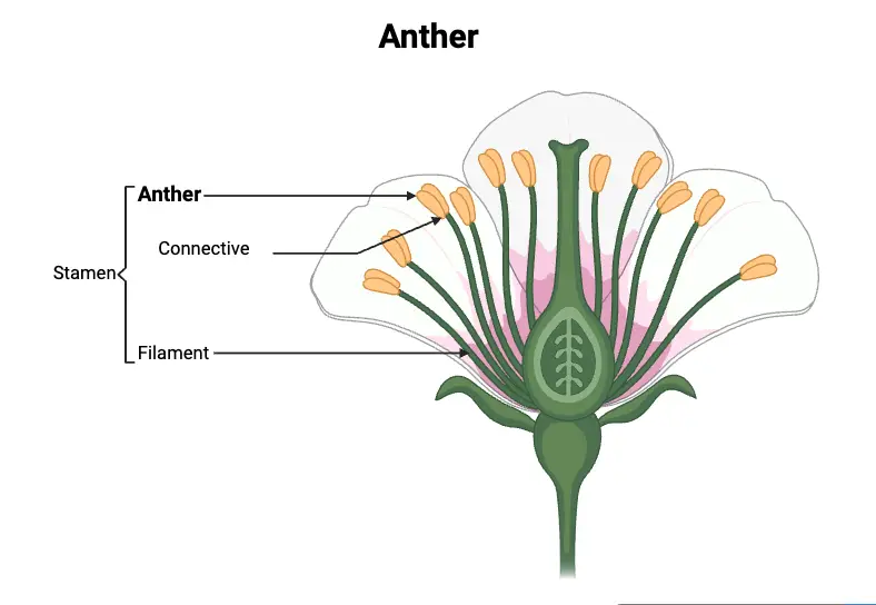 Anther of a Flower – Types, Structure, and Functions - Biology Notes Online