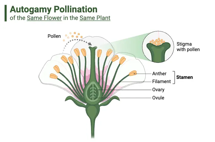 Autogamy Pollination