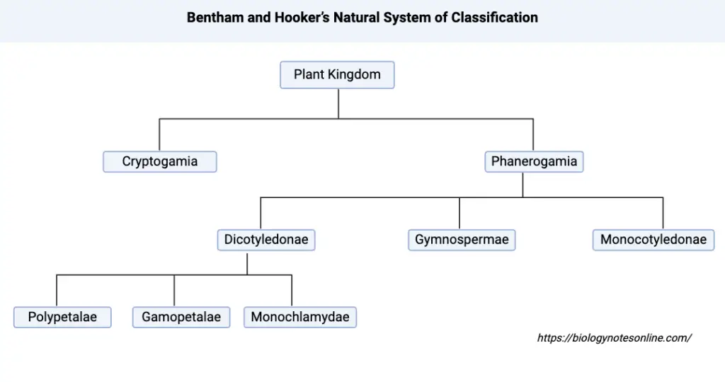 Bentham and Hooker’s Natural System of Classification
