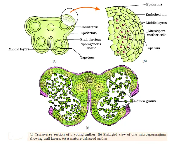 Bilobed Anther Diagram
