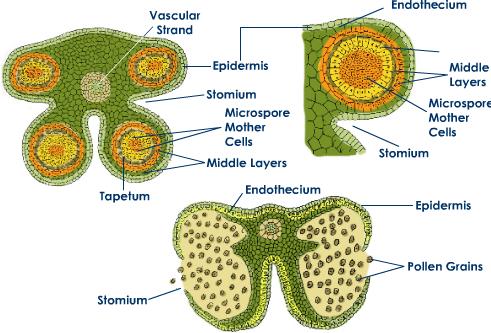 Bilobed Anther – Structure, Function, Diagram - Biology Notes Online