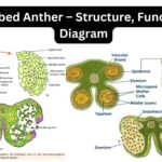 Bilobed Anther – Structure, Function, Diagram