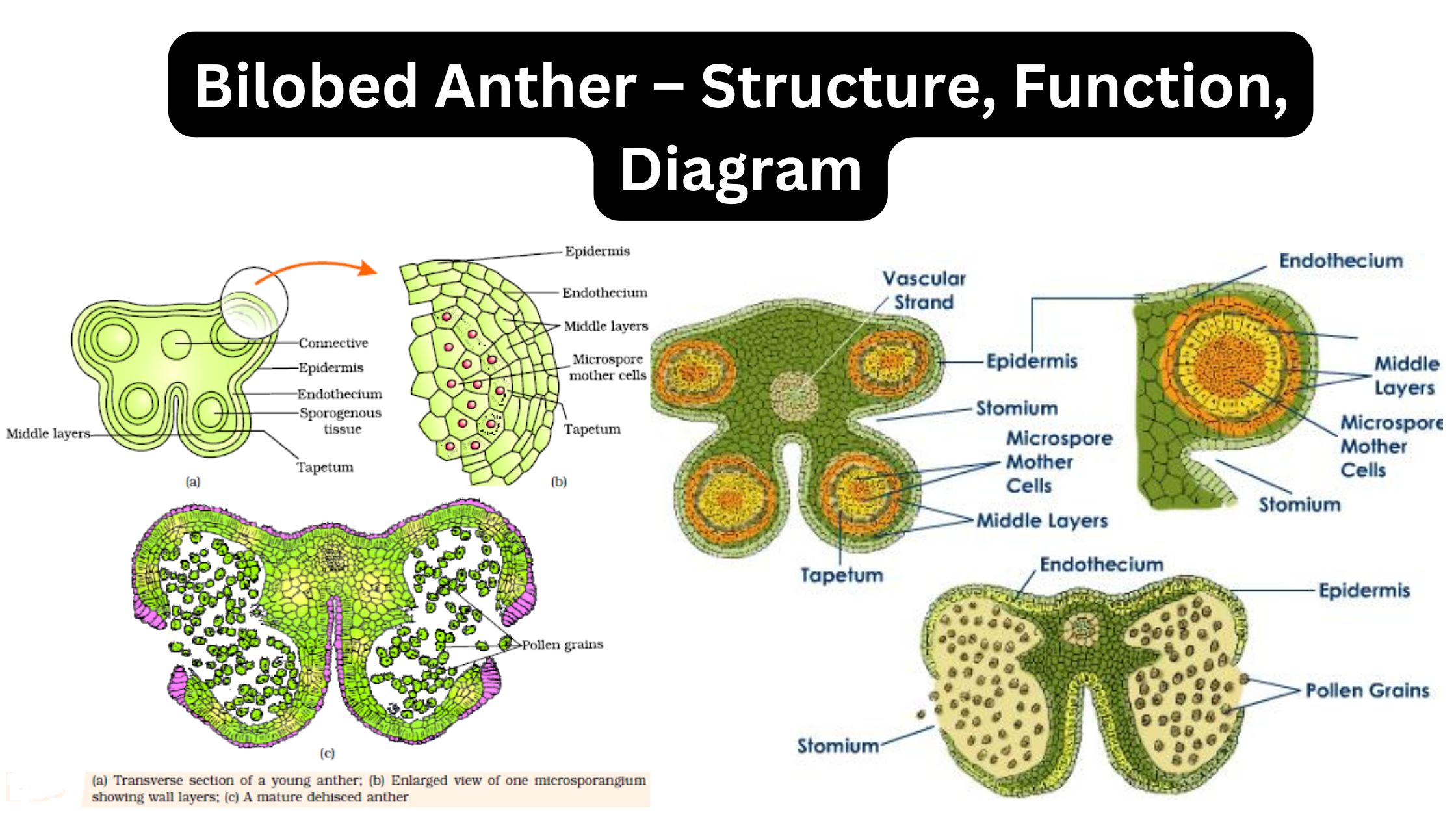 Bilobed Anther – Structure, Function, Diagram