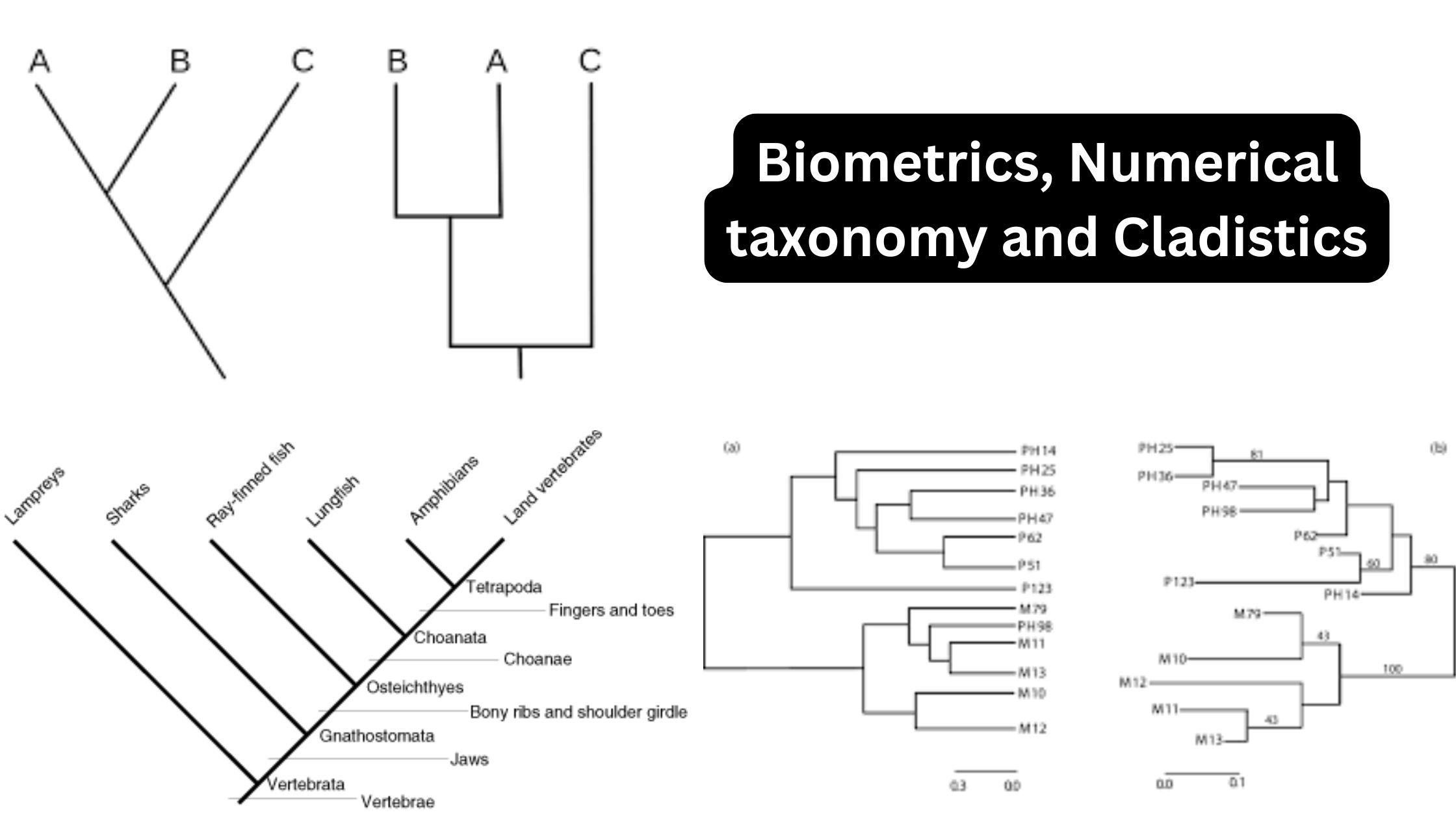 Biometrics, Numerical taxonomy and Cladistics