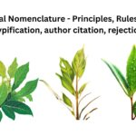 Botanical Nomenclature - Principles, Rules, Ranks, Typification, author citation, rejection