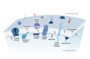 Structure of the Plasma Membrane