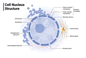 Structure of the Nucleus