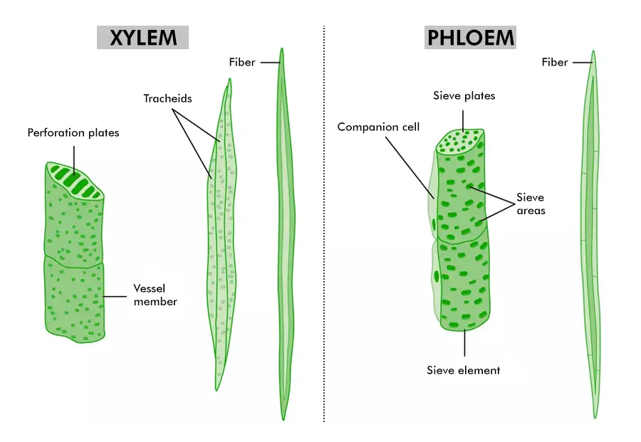 Complex Permanent Tissue