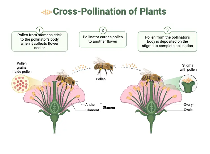 Cross-Pollination of Plants