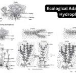 Ecological Adaptations in Hydrophytes