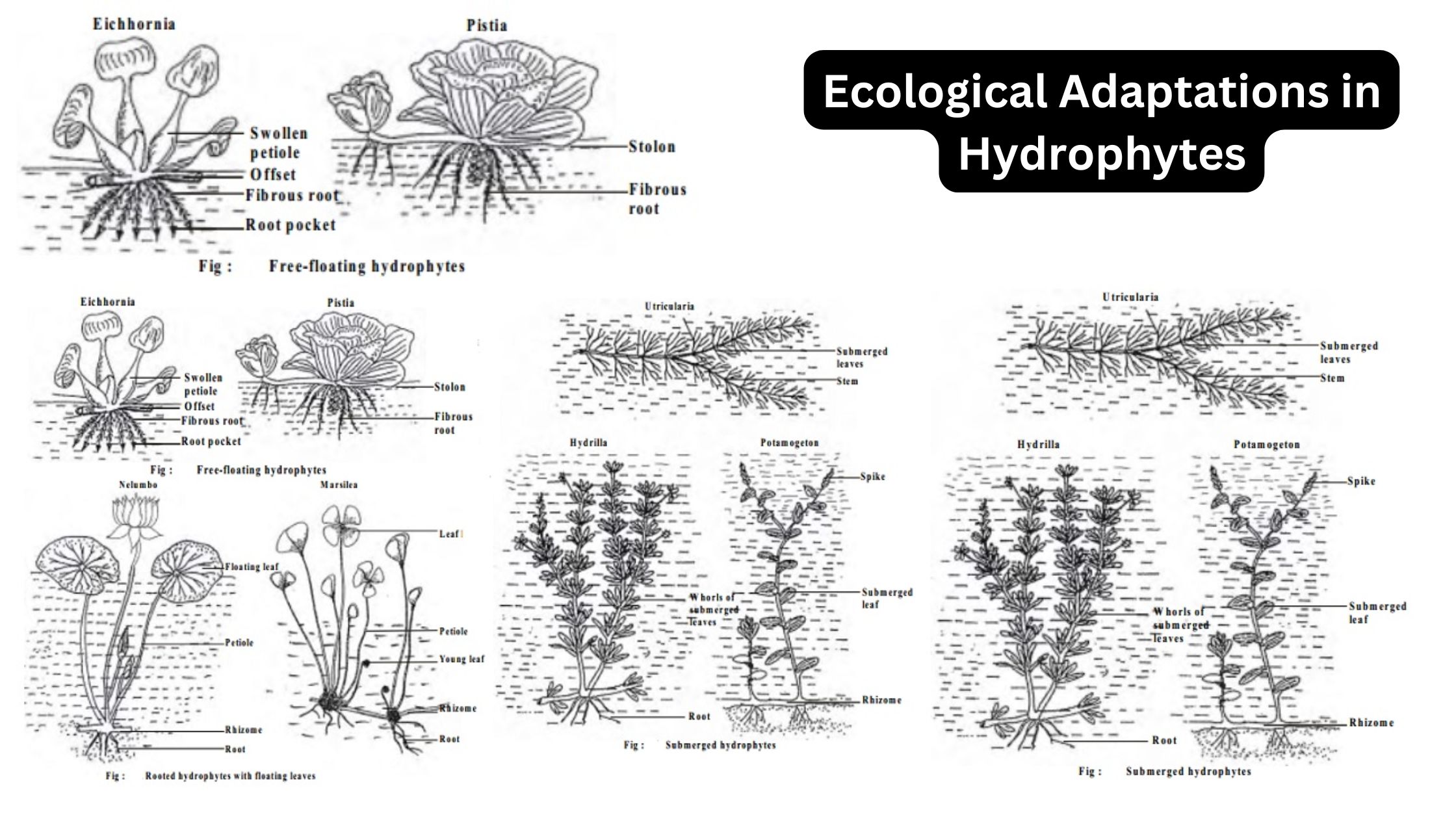 Ecological Adaptations in Hydrophytes