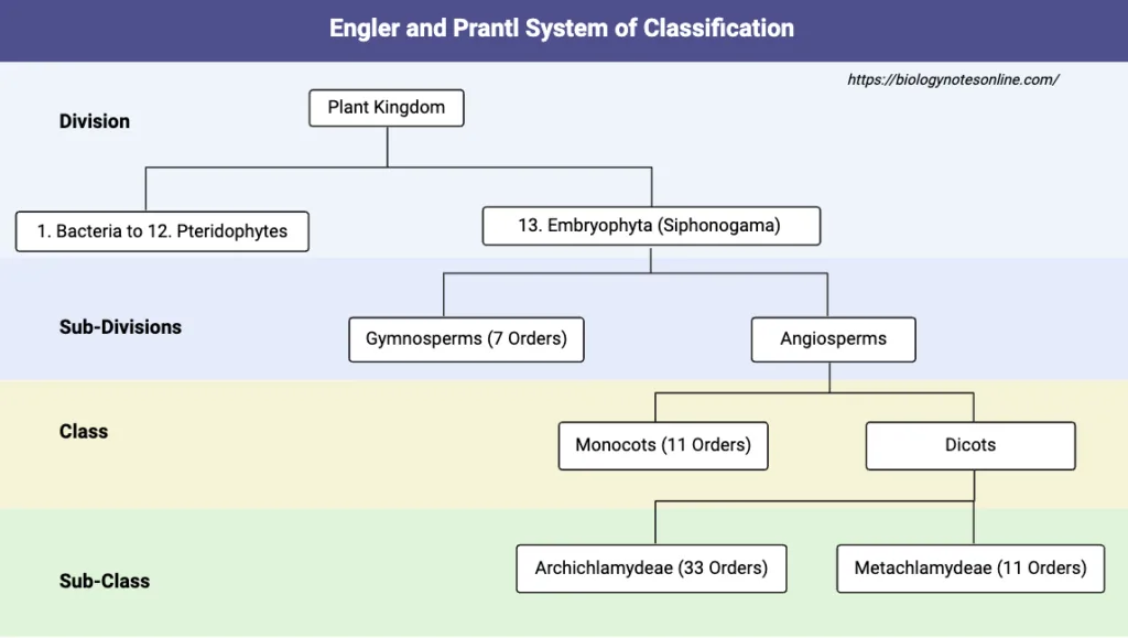 Engler and Prantl System of Classification
