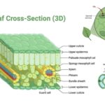 Epidermal Tissue System - Epidermis, Stomata, Cuticle