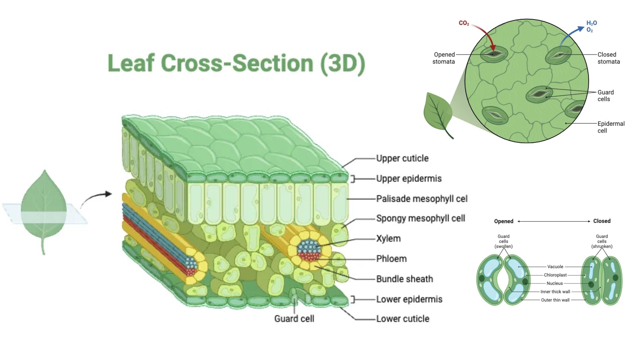 Epidermal Tissue System - Epidermis, Stomata, Cuticle