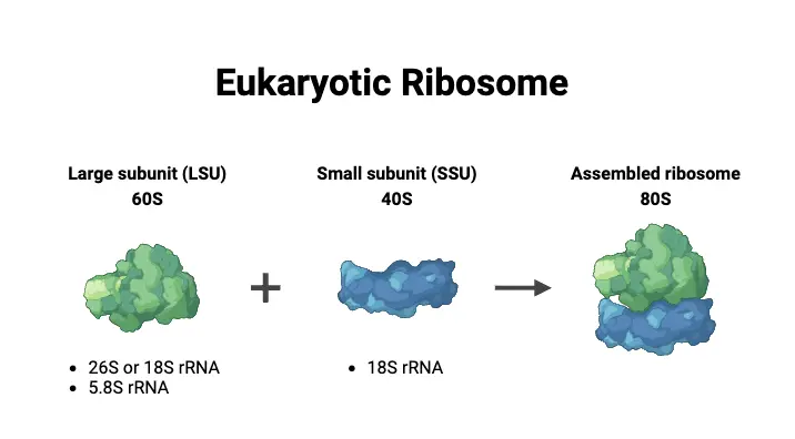 Eukaryotic Ribosome