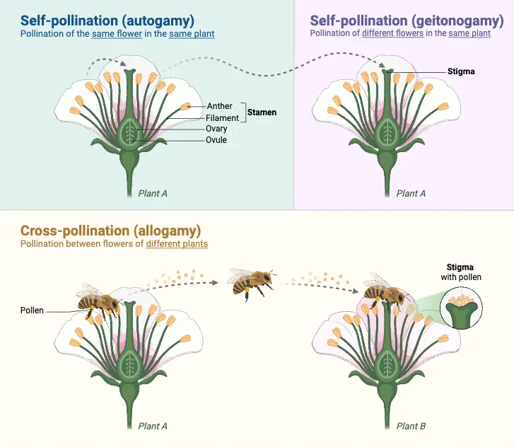 Flower Pollination in Nature