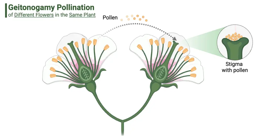 Geitonogamy Pollination