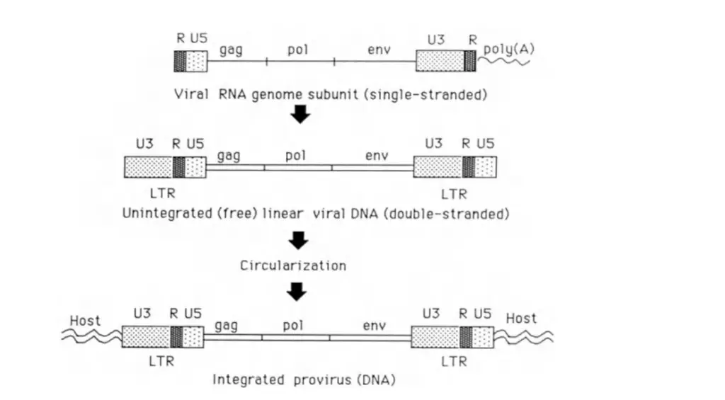 Genomic Structure  of Retrovirus