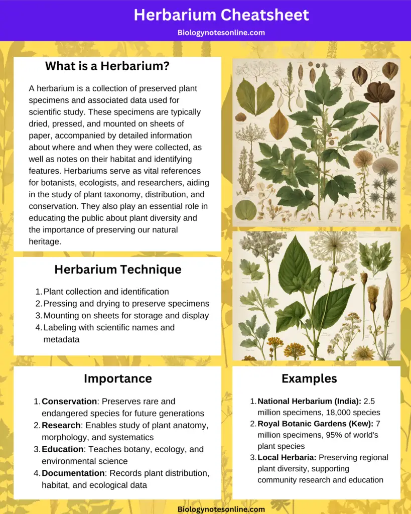 Herbarium Cheatsheet/Poster/Infograph