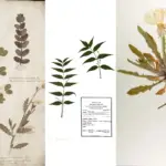 Herbarium - Definition, Technique, Importance, Examples