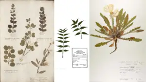 Herbarium – Definition, Technique, Importance,  Examples