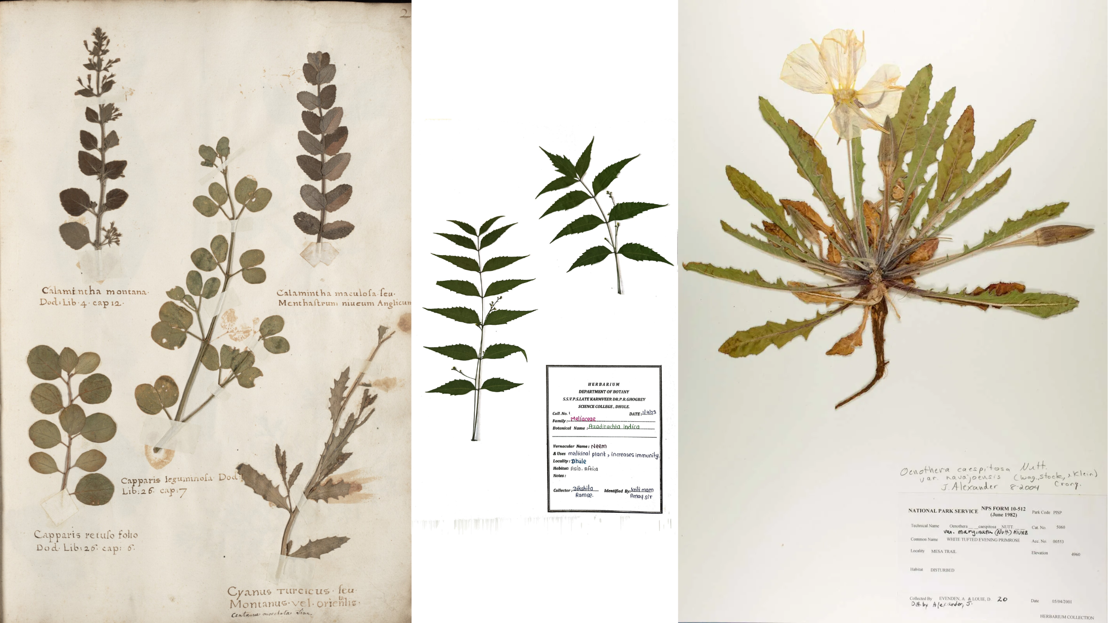 Herbarium - Definition, Technique, Importance, Examples