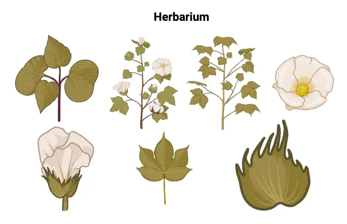 Herbarium