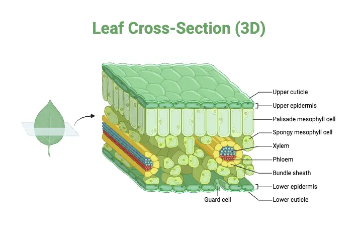 Leaf Cross-Section (3D)