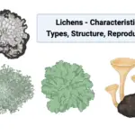 Lichens - Characteristics, Types, Structure, Reproduction