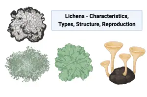 What are Lichens? – Characteristics, Types, Structure, Reproduction