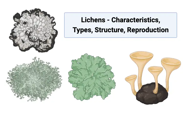 What are Lichens? - Characteristics, Types, Structure, Reproduction ...