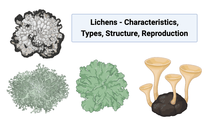 Botany Notes Biology Notes Online Botany Notes Biology Notes Online