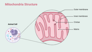 Mitochondria Structure Animal Cell