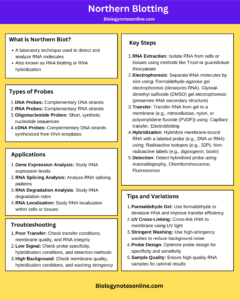 Northern Blotting Cheatsheet/Infographic