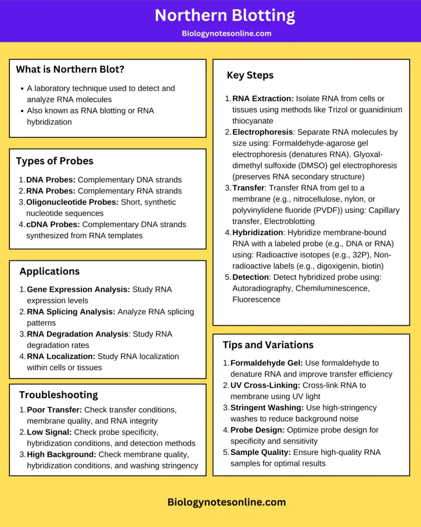 Northern Blotting Cheatsheet/Infographic