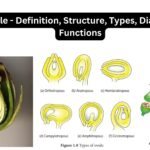 Ovule - Definition, Structure, Types, Diagram, Functions