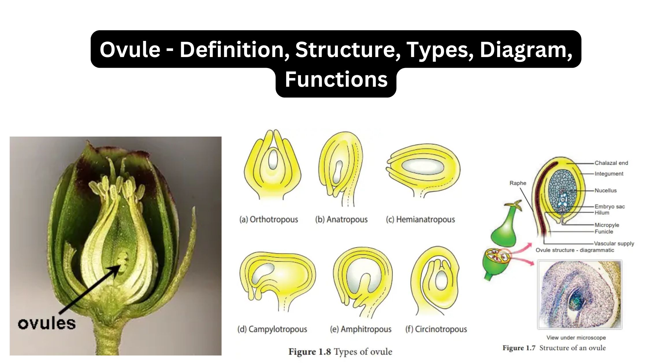 Ovule - Definition, Structure, Types, Diagram, Functions