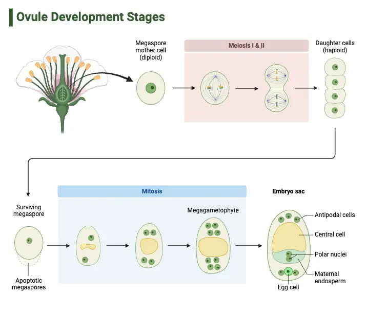 Ovule Development Stages