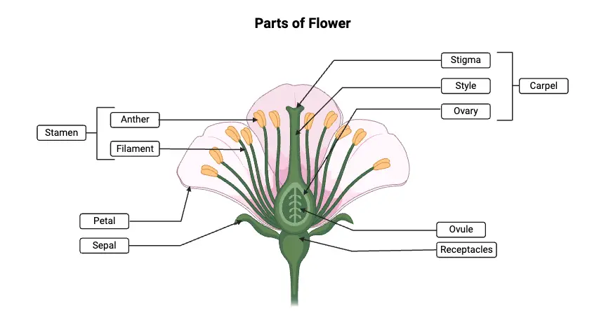 Parts of Flower