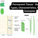 Permanent Tissue - Definition, Types, Characteristics, Functions, Examples