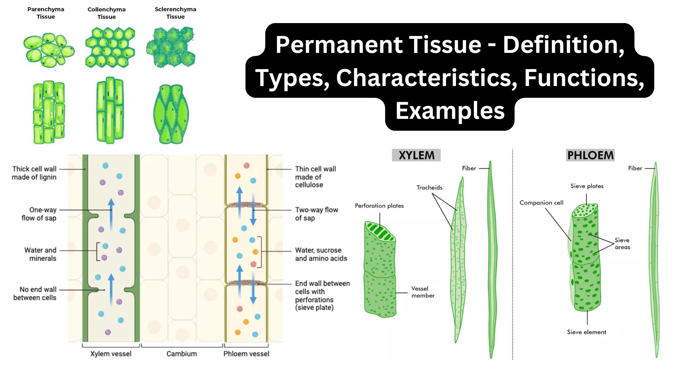 Permanent Tissue - Definition, Types, Characteristics, Functions, Examples