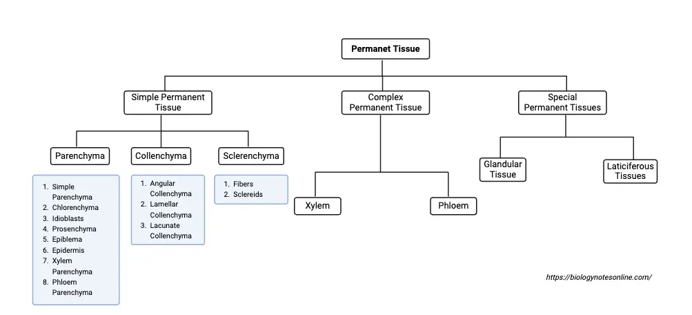 Types of Permanet Tissue