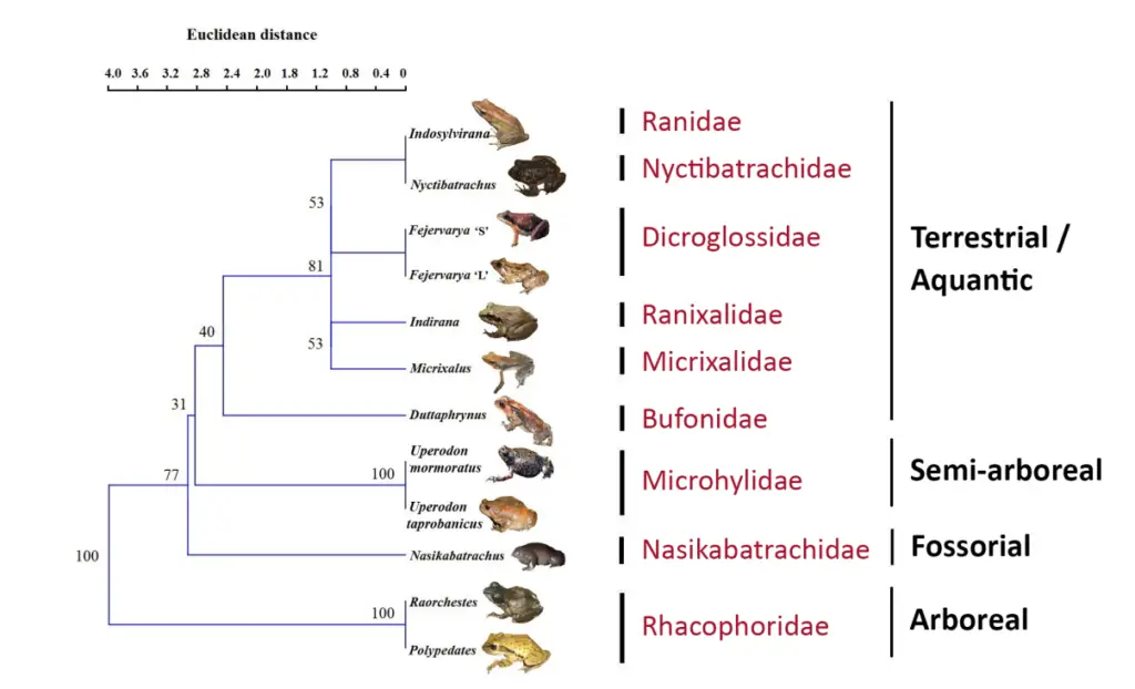 Phenogram showing similarity in osteological configuration between the different genera of anurans studied.