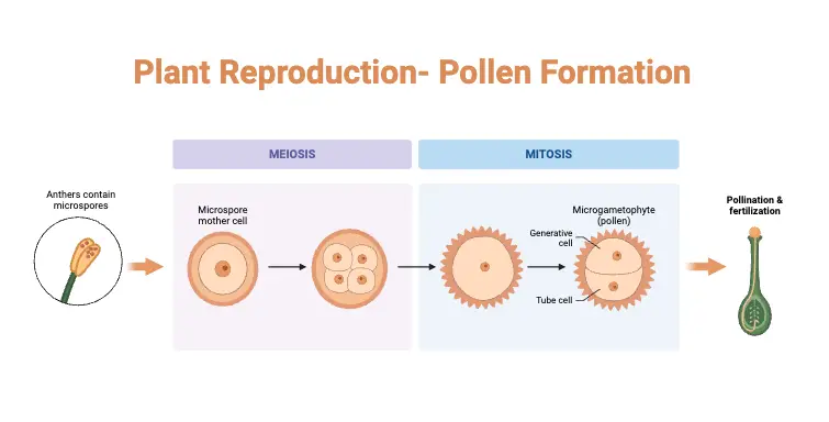 Plant Reproduction- Pollen Formation