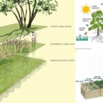 Plant communities - Characters, Ecotone and edge effect, Succession, Processes and types