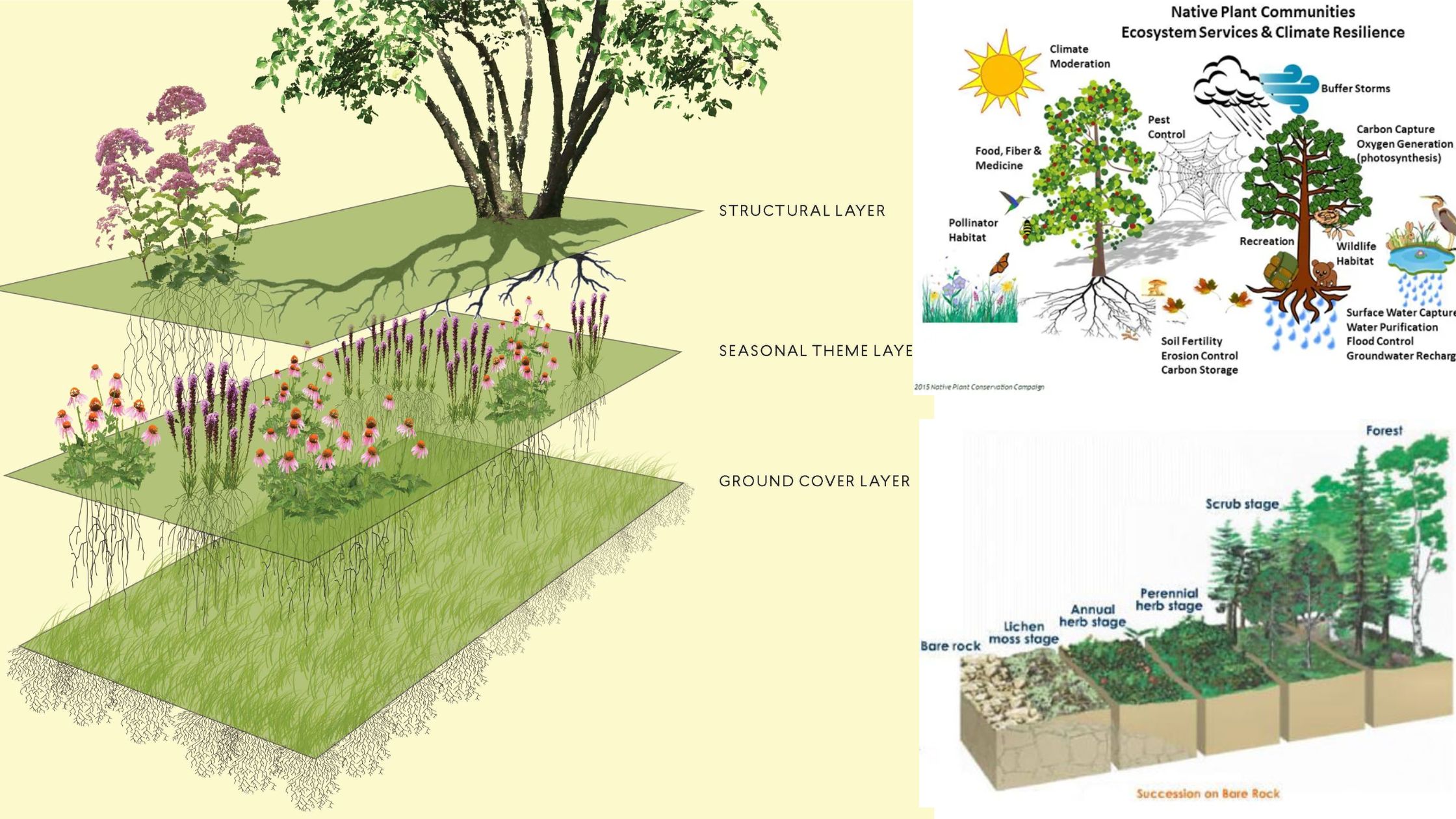 Plant communities - Characters, Ecotone and edge effect, Succession, Processes and types