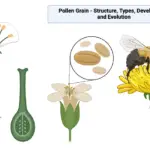 Pollen Grain - Structure, Types, Development and Evolution