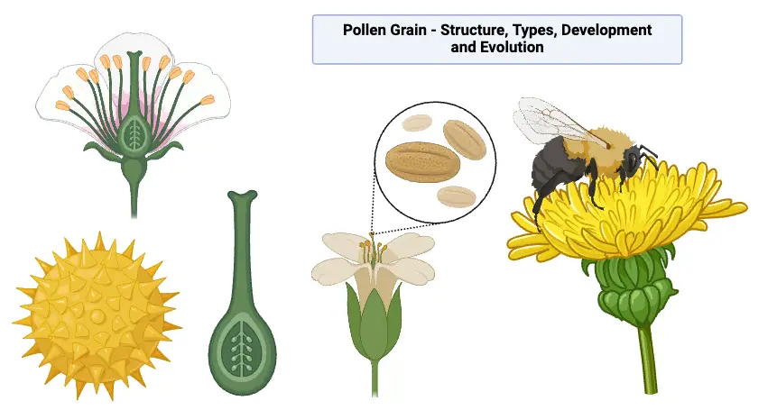 Pollen Grain - Structure, Types, Development and Evolution