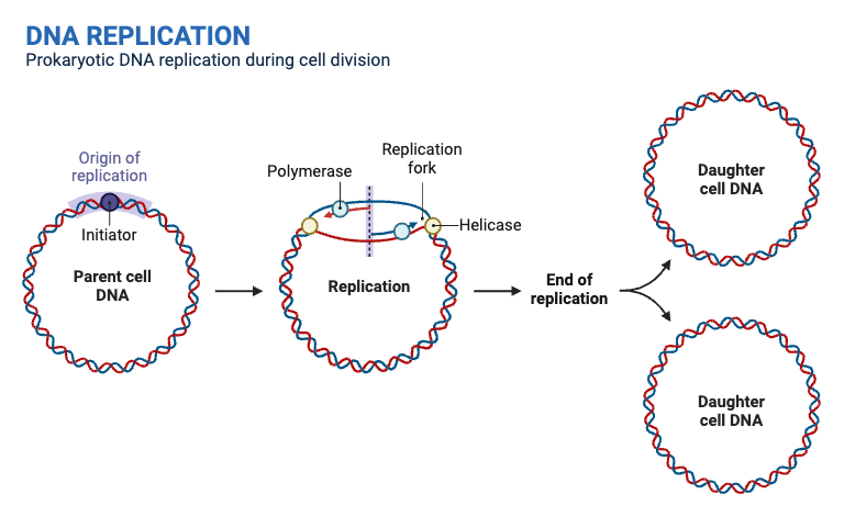 Prokaryotic DNA Replication