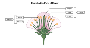 Reproductive Parts of Flower